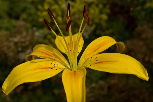 Day lily — Stock Photo, Image