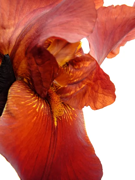 Rode iris — Stockfoto