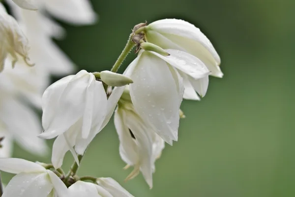 Beautiful flower yucca — Stock Photo, Image