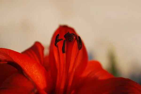 Czerwona lilia — Zdjęcie stockowe