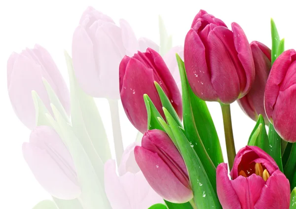 stock image Pink tulips