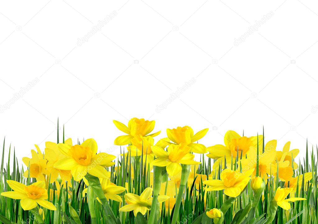 Spring flowers and grass