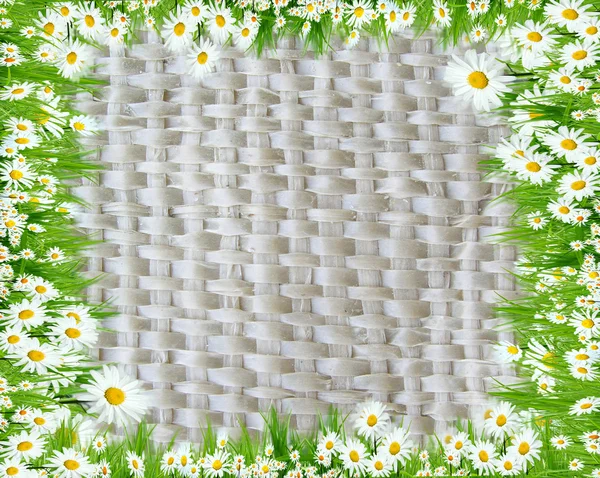 Weiße Kamillen auf einem wattierten Hintergrund — Stockfoto