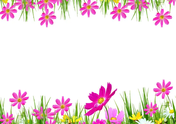 Flores de primavera y hierba —  Fotos de Stock