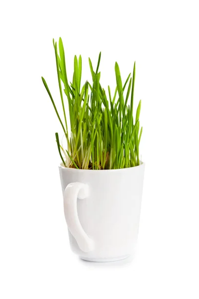 Grünes Gras in Kaffeetasse — Stockfoto