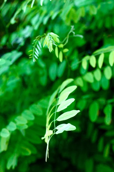 Acacia leaves — Stock Photo, Image