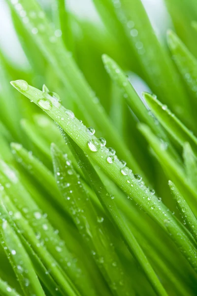 Мокрый зелёный — стоковое фото