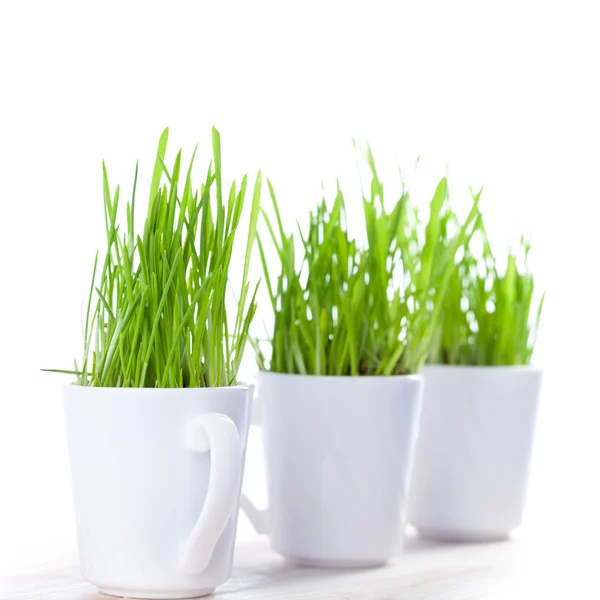 Grönt gräs i kaffekoppar — Stockfoto