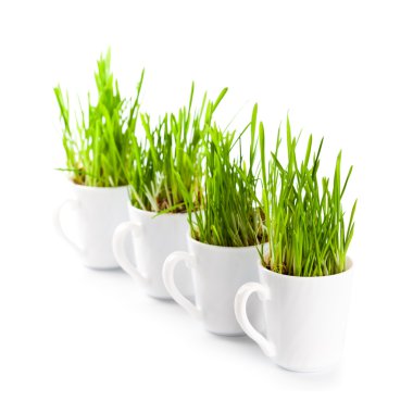 Green grass in coffee cups c clipart