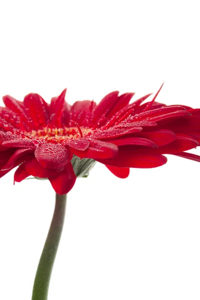 Floare de gerbera roșie — Fotografie, imagine de stoc