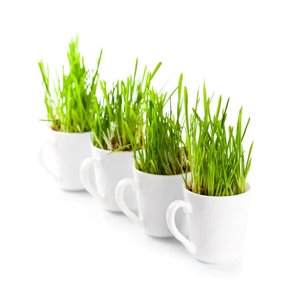 Grönt gräs i kaffe koppar c — Stockfoto