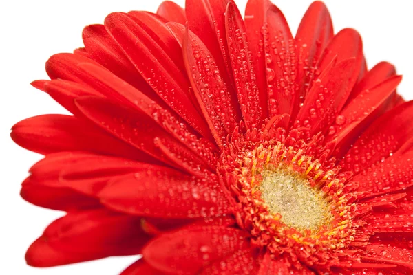 빨간 거 베라 꽃 — 스톡 사진