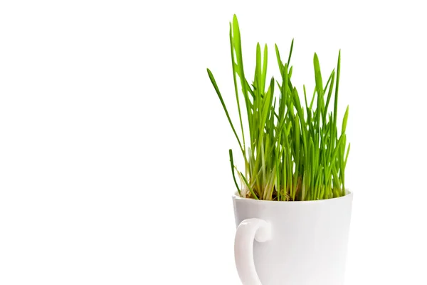 Зеленая трава в чашке кофе — стоковое фото