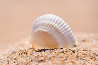Seashell kum üzerinde kapat.