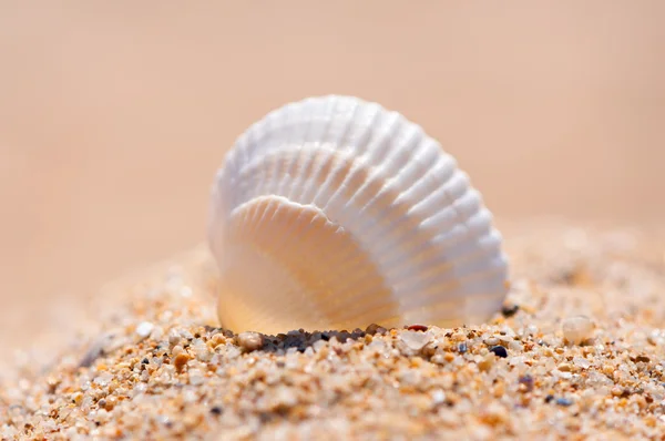 stock image Seashell on sand close up.