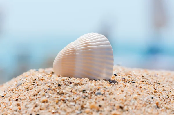 Sea shell on sand close up. — Stockfoto