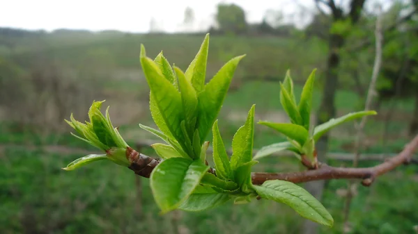 stock image Young spring leaflets on a tree