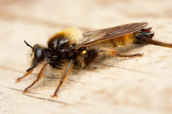 stock image Assasin flies