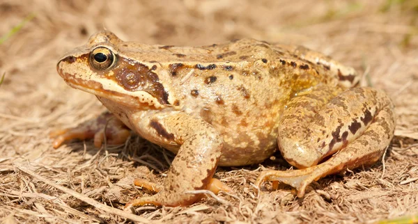 Siedzi żaba — Zdjęcie stockowe