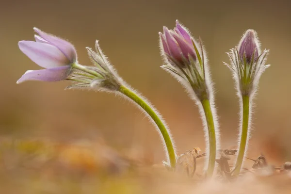 Pasque の花 — ストック写真