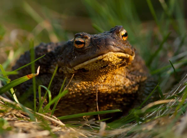 Toad on the grass — Stock Photo, Image