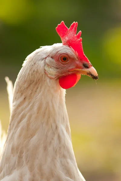 stock image Hen in the yard