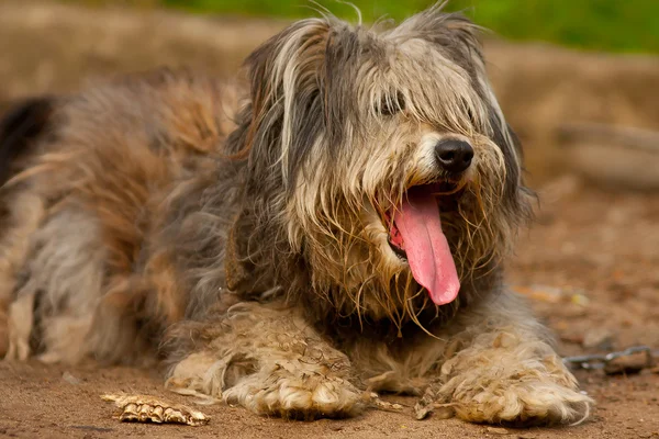 stock image Dog in the yard