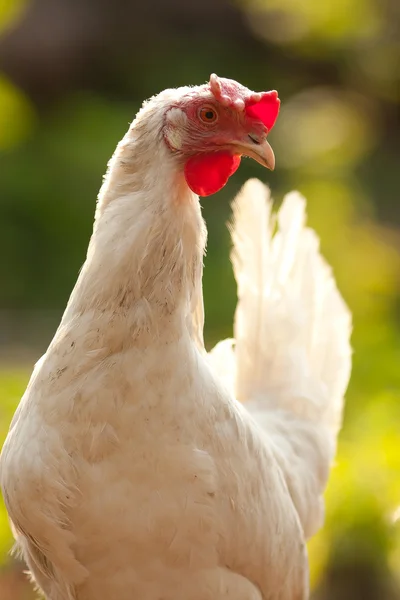 Белая курица Лицензионные Стоковые Фото