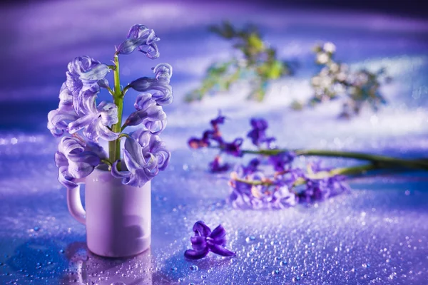 Bodegón con flor de jacinto en suaves colores violetas y magos — Foto de Stock