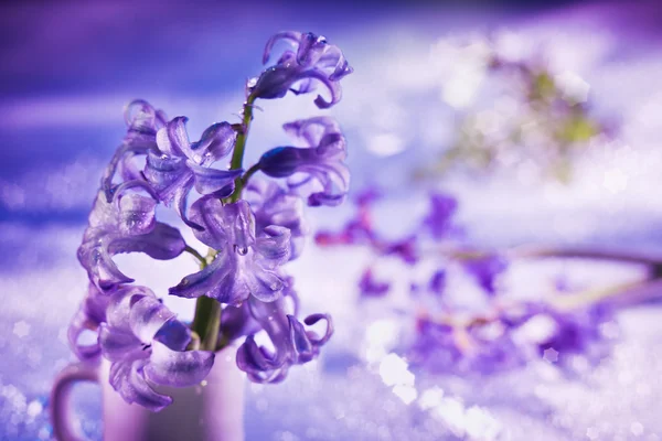 Masih hidup dengan bunga hyacinth dengan warna ungu lembut dan majus — Stok Foto