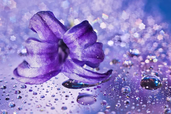 Натюрморт з квіточкою гіацинта в ніжних фіолетових кольорах і чаклунстві — стокове фото