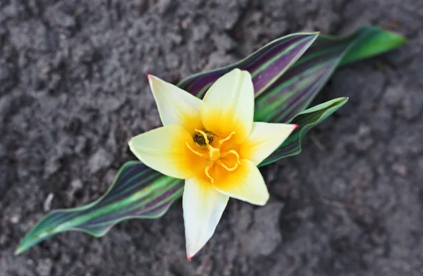Vroege voorjaar gele tulp op bloem bed — Stockfoto