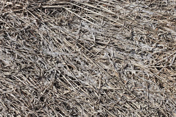 Gray old dead grass nature background — Stock Photo, Image