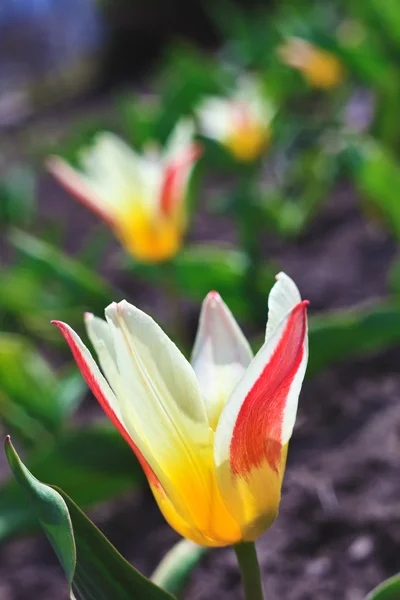 Рання весна жовтий тюльпан на клумбі — стокове фото
