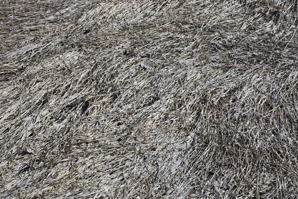 Сіра стара мертва трава фон природи — стокове фото