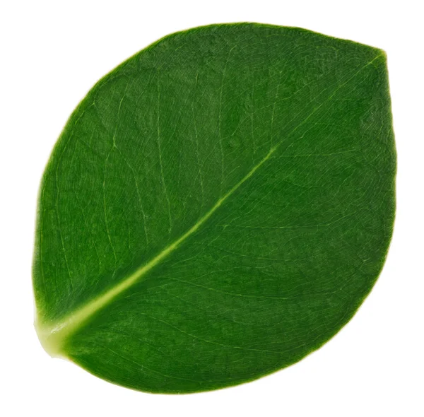 Vista macro verde da folha da clusia, isolada no branco — Fotografia de Stock