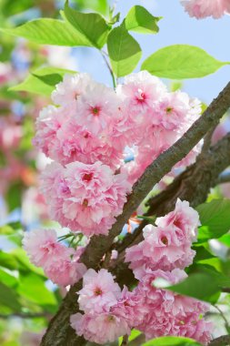 güneşli bir bahar günü içinde pembe abloom Japon kiraz (sakura) çiçeği