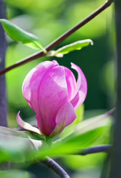 Pink abloom magnolia flower in sunny spring day — Stock Photo, Image