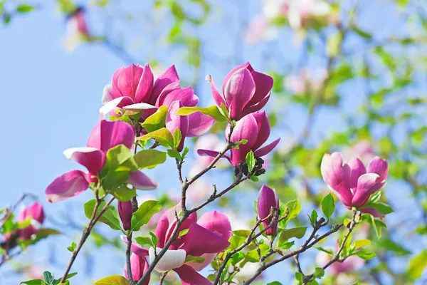 Roze abloom magnolia bloem in zonnige lente — Stockfoto