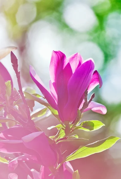 Pink abloom magnolia flower in sunny spring day — Stock Photo, Image