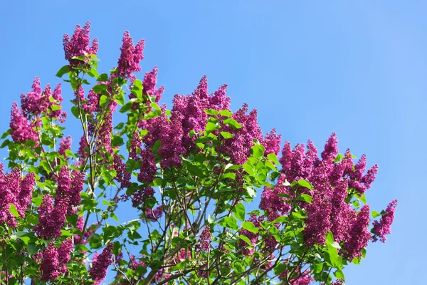 Bunch of violet lilac flower in sunny spring day — Stock Photo, Image