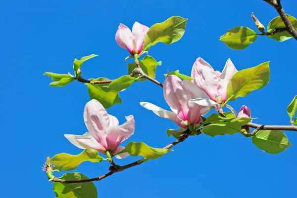Güneşli bir bahar günü pembe abloom Manolya çiçeği — Stok fotoğraf