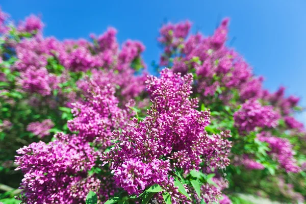 群的紫罗兰紫丁香花在阳光明媚的春日 — 图库照片