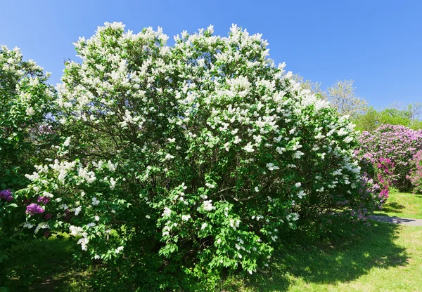 群的白丁香鲜花在阳光明媚的春日 — 图库照片