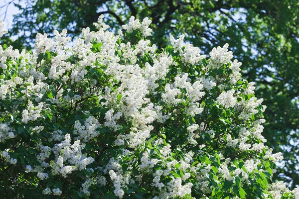 群的白丁香鲜花在阳光明媚的春日 — 图库照片