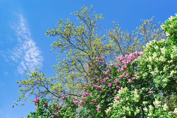 在阳光明媚的春日白色和紫色紫丁香花 — 图库照片