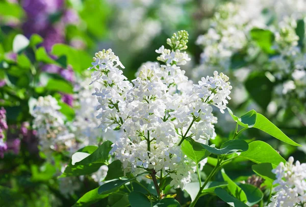 Bos van witte Lila bloem in zonnige lente — Stockfoto