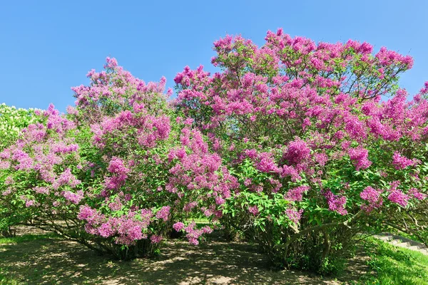 Massa lila lila blomma i soliga vårdag — Stockfoto