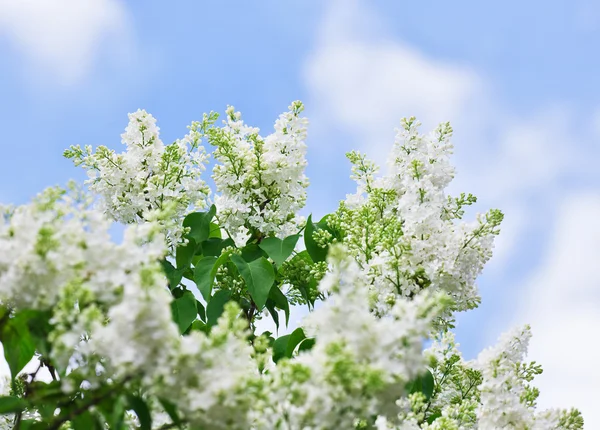 Bunch of white lilac flower in sunny spring day — Stock Photo, Image