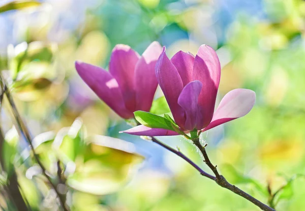 Coppia di fiori magnolia rosa abloom con bellissimo bokeh — Foto Stock
